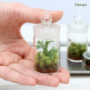 (観葉植物)苔テラリウム クラマゴケ ガラスボ...の詳細画像1