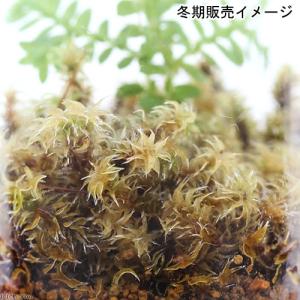 (観葉植物)苔テラリウム クラマゴケ ガラスボ...の詳細画像3