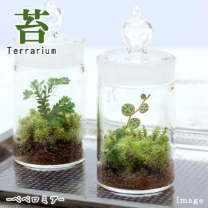 (観葉植物)苔テラリウム ペペロミア タートル ...の商品画像
