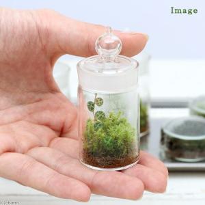 (観葉植物)苔テラリウム ペペロミア タートル...の詳細画像1