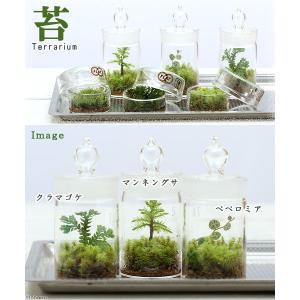 (観葉植物)苔テラリウム ペペロミア タートル...の詳細画像2