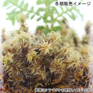 (観葉植物)苔テラリウム ペペロミア タートル...の詳細画像3
