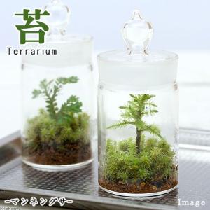 (観葉植物)苔テラリウム コウヤノマンネングサ ...の商品画像