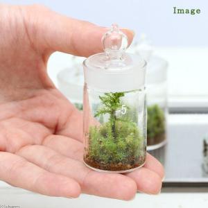 (観葉植物)苔テラリウム コウヤノマンネングサ...の詳細画像1