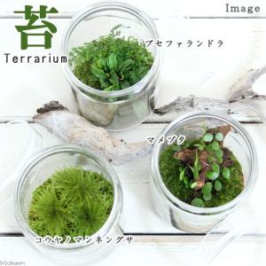 (観葉植物)苔テラリウム コウヤノマンネングサ...の詳細画像1