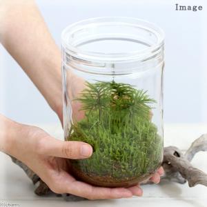 (観葉植物)苔テラリウム コウヤノマンネングサ...の詳細画像2