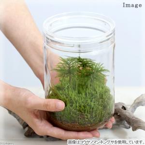 (観葉植物)苔テラリウム マメヅタ ガラスボト...の詳細画像2