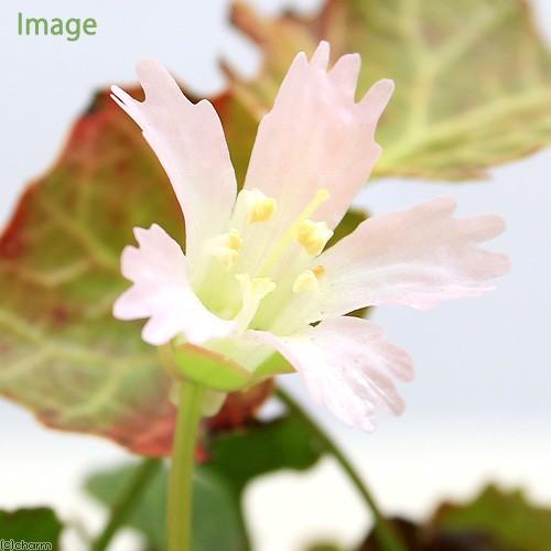 （山野草）イワウチワ（岩団扇）３号（１ポット）（休眠状態）