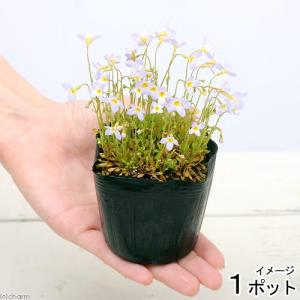 ヒナソウ 盆栽 苔玉 の商品一覧 花 ガーデニング 通販 Yahoo ショッピング