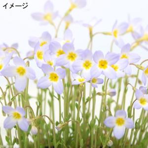 (山野草)ヒナソウ(雛草 フーストニア)2.5...の詳細画像1