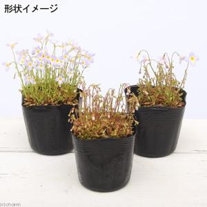 (山野草)ヒナソウ(雛草 フーストニア)2.5...の詳細画像2