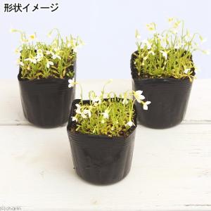 (山野草)白花ヒナソウ(白花雛草)(フーストニ...の詳細画像1