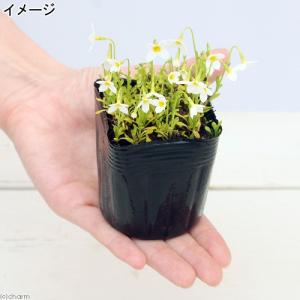 (山野草)白花ヒナソウ(白花雛草)(フーストニ...の詳細画像2