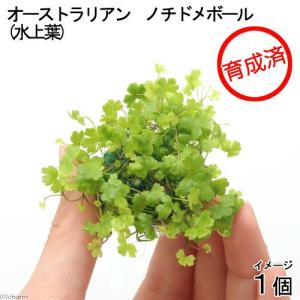 (水草)★育成済★ オーストラリアン ノチドメ...の詳細画像1