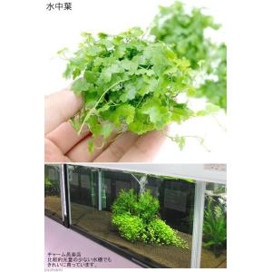 (水草)★育成済★ オーストラリアン ノチドメ...の詳細画像3