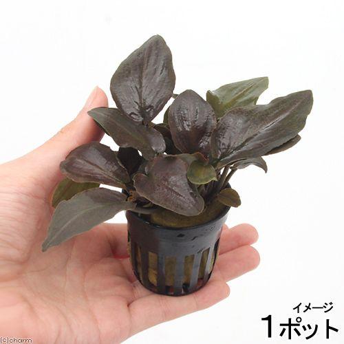 （水草）ラゲナンドラ　ミーボルディ　レッド（インボイス）（１ポット分）