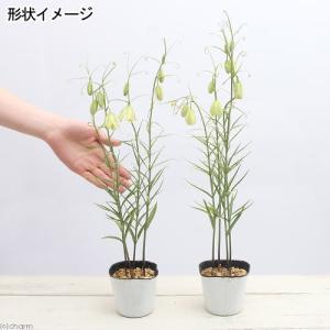 (山野草)バイモ アミガサユリ(貝母)(休眠株...の詳細画像1