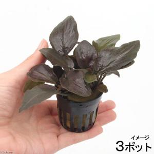 チャーム（charm） （水草）ホシクサsp．クチ（水中葉）（無農薬