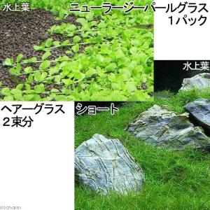 チャーム（charm） （水草）組織培養 ニューラージパールグラス（無