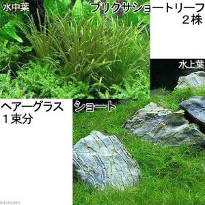 ショートヘアーグラスの商品一覧 通販 Yahoo ショッピング
