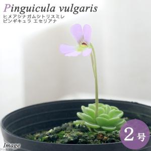 （食虫植物）ムシトリスミレ　ピンギキュラ　エセリアナ（ヒメアシナガムシトリスミレ）　２号（１鉢）