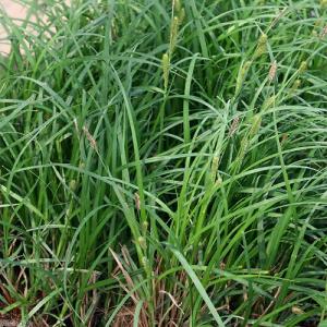 (ビオトープ)水生植物 ヤマアゼスゲ(1ポット...の詳細画像1