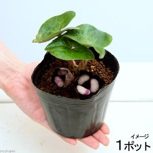 山野草）カンアオイ（寒葵）タイリンアオイ（大輪葵） 弁天星 3号（1