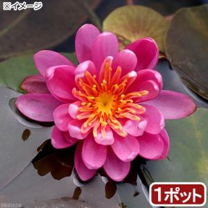 ZOOX リヴァイアサン 2500 50〜10000L／H 水流ポンプ