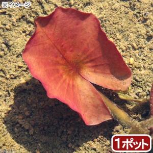 (ビオトープ)睡蓮 温帯性睡蓮(スイレン)(桃)...の商品画像