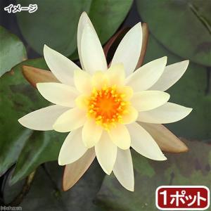 （ビオトープ）睡蓮　温帯性睡蓮（スイレン）（オレンジ）　ハワイアン・ゴールド　Ｈａｗａｉｉａｎ　Ｇｏｌｄ（１ポット）（休眠状態）