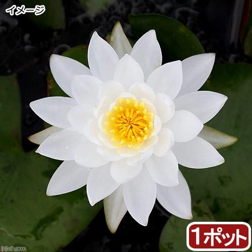 （ビオトープ）睡蓮　温帯性睡蓮（スイレン）（白）プラパント・ホワイト　Ｐｒａｐｕｎｔ　Ｗｈｉｔｅ（１...