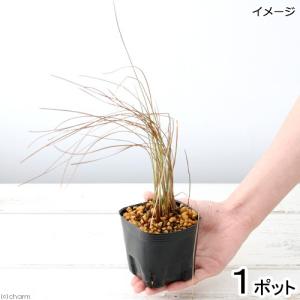 （ビオトープ）水生植物　ワタスゲ（１ポット）　湿性植物（休眠状態）