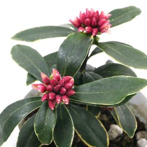 オニヤブソテツ（鬼藪蘇鉄） シルトミウム ファルカタム / オニシダ