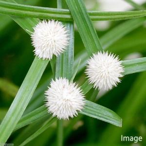 （ビオトープ）水生植物　白玉カヤツリグサ　雪坊主　３号（１ポット）