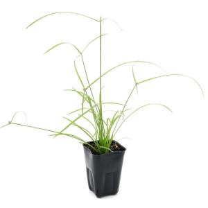 (ビオトープ)水生植物 白玉カヤツリグサ 雪坊...の詳細画像1