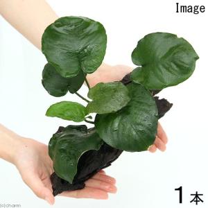チャーム（charm） （水草）巻きたて ボルビティス ヒュディロティ