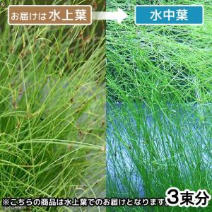 チャーム（charm） （水草）エリオカウロンsp．ソーシャルフェザー
