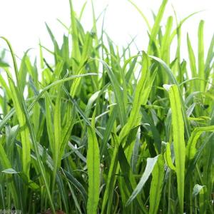 （ビオトープ）水生植物　スイラン（１ポット）　湿生植物（休眠状態）