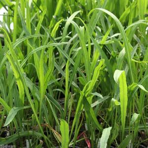 (ビオトープ)水生植物 スイラン(1ポット) ...の詳細画像1
