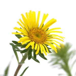 (ビオトープ)水生植物 オゼミズギク(1ポット)...の商品画像