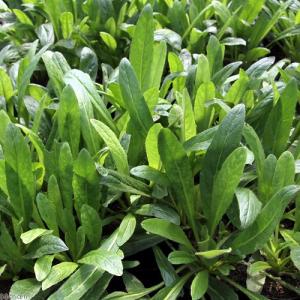 (ビオトープ)水生植物 オゼミズギク(1ポット...の詳細画像1