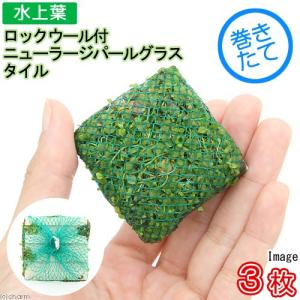 volxjapan（ボルクスジャパン） Grassy Wing2 90