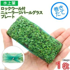 水草 国産マリモ 1個入り 無農薬 まりも お手軽 インテリア 育成簡単