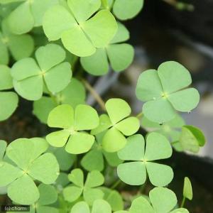 （ビオトープ）水辺植物　デンジソウ（１ポット）　抽水〜浮葉植物（休眠株）