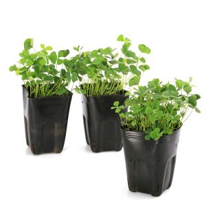 (ビオトープ)水生植物 デンジソウ(無農薬)(...の詳細画像4