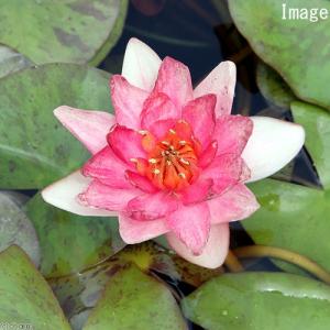 チャーム（charm） （ビオトープ）睡蓮 温帯性睡蓮（スイレン）（赤