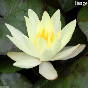 (ビオトープ)睡蓮 温帯性睡蓮(スイレン)(黄...の詳細画像2