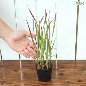 (ビオトープ)水生植物 ベニチガヤ(3ポット)...の詳細画像1