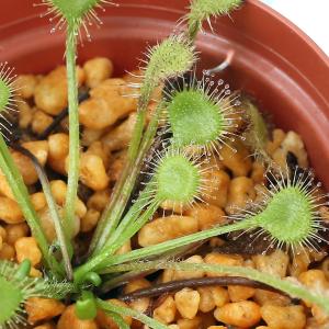 （食虫植物）モウセンゴケ　２号（１ポット）