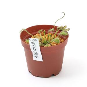 (食虫植物)モウセンゴケ 2号(1ポット)の詳細画像1
